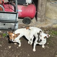 Cuccioli jack russel