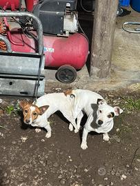 Cuccioli jack russel