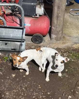 Cuccioli jack russel