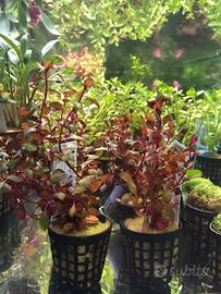 Piante rosse per acquario