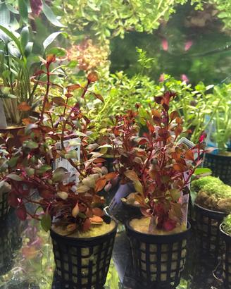 Piante rosse per acquario