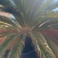 pianta di Chicas in vaso