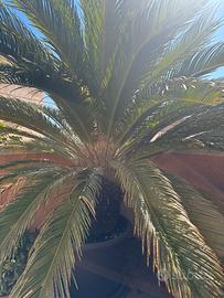 pianta di Chicas in vaso