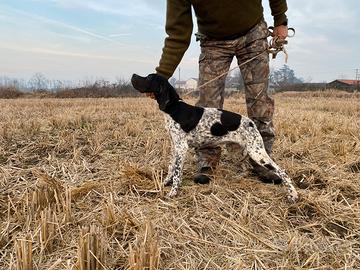 Cucciola Pointer