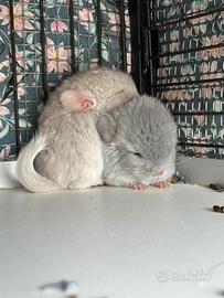 Cuccioli cincillà disponibili