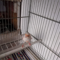 Canarini coppia di alercchino portoghese