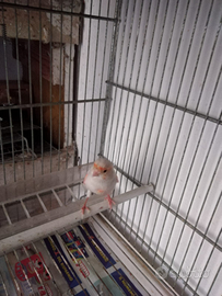 Canarini coppia di alercchino portoghese