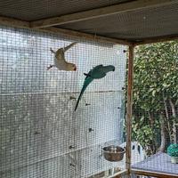 Coppia di parrocchetti dal collare