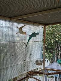 Coppia di parrocchetti dal collare