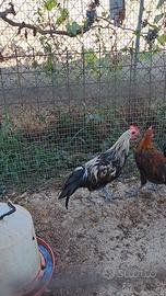 Galletti phoenix