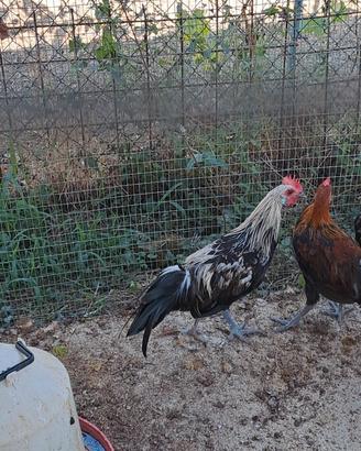 Galletti phoenix