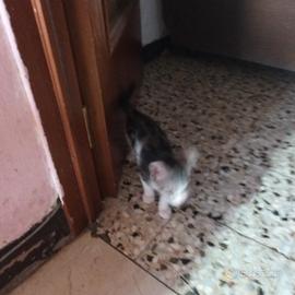 Cuccioli gatti