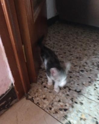 Cuccioli gatti