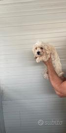 maltese 