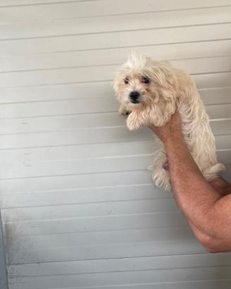maltese 