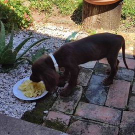 Cucciolo di springer