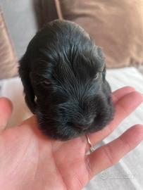 Cuccioli di cocker spaniel inglese