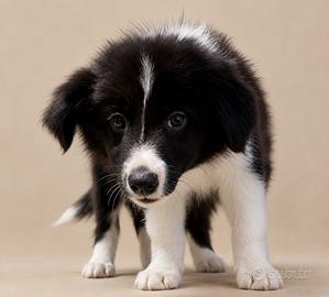 Border collie