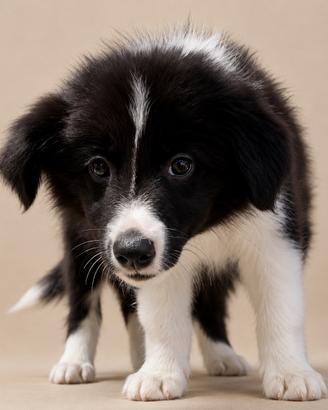 Border collie