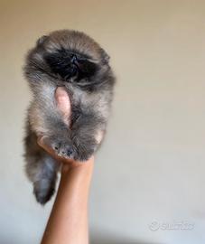 Cucciolo di Pomerania super qualità