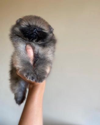 Cucciolo di Pomerania super qualità