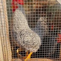 Coppia amrock coppia Livorno