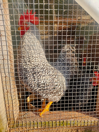 Coppia amrock coppia Livorno