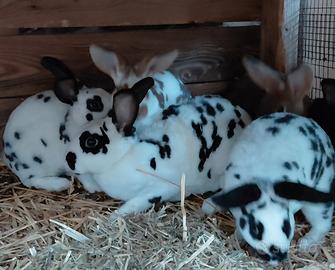 Non solo giganti. rex dalmata in purezza