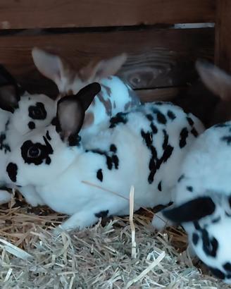 Non solo giganti. rex dalmata in purezza