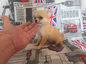 Chihuahua maschio vero mini toy 80gg