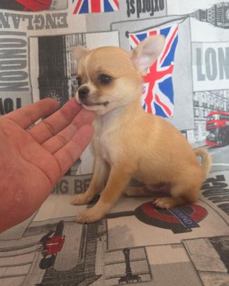 Chihuahua maschio vero mini toy 80gg