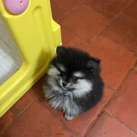 Volpino di Pomerania