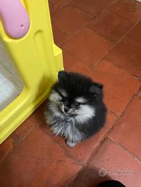 Volpino di Pomerania