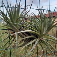 pianta di tillandsia aeranthos