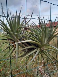 pianta di tillandsia aeranthos