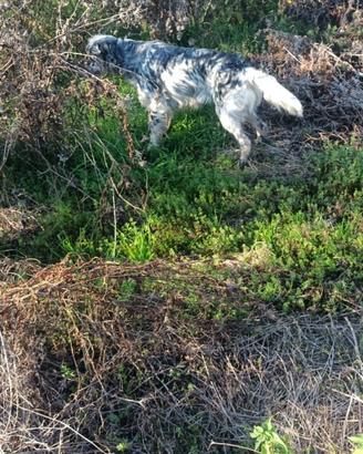 Setter inglese femmina pronta caccia