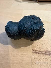 Tartufi da addestramento