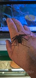 Phrynus mexicanus