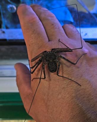 Phrynus mexicanus