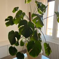 Monstera Deliciosa