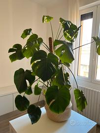 Monstera Deliciosa