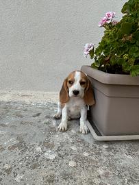 Cuccioli di beagle con pedigree