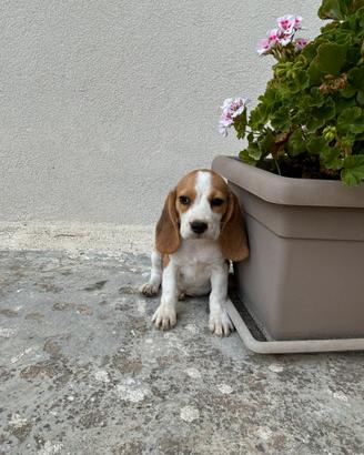 Cuccioli di beagle con pedigree