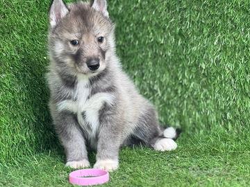 Husky
