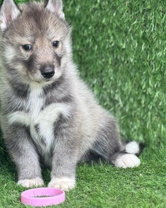Husky