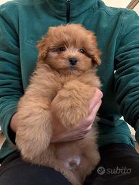 Pomapoo - Spitz di Pomerania x Barboncino Toy