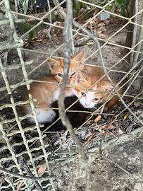 Gattini 60 giorni in attesa di una casa