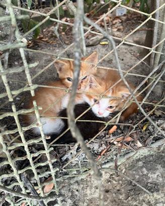 Gattini 60 giorni in attesa di una casa