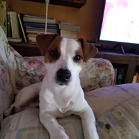 Jack Russell per monta