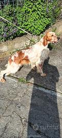 Setter genologia radentis Raiano